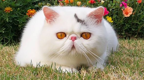 Exotic shorthair care best sale