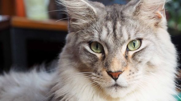 A Maine Coon Cat staring