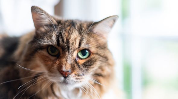 An inquisitive Maine Coon leans in