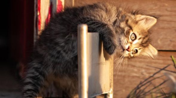 A Manx kitten climbing