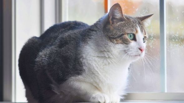 A Manx cat looking out the window