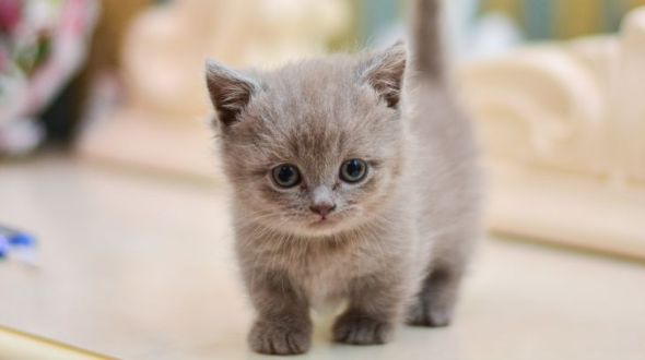 Miniature kittens top