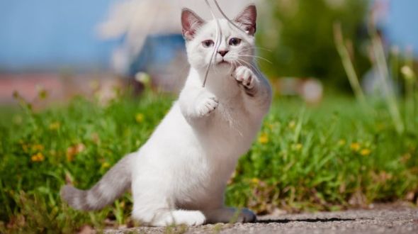 Miniature cats near me discount