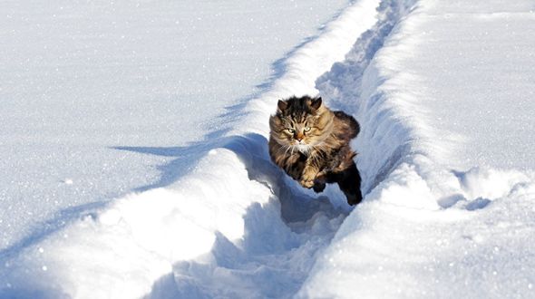 A Norwegian Forest Cat running through the snow