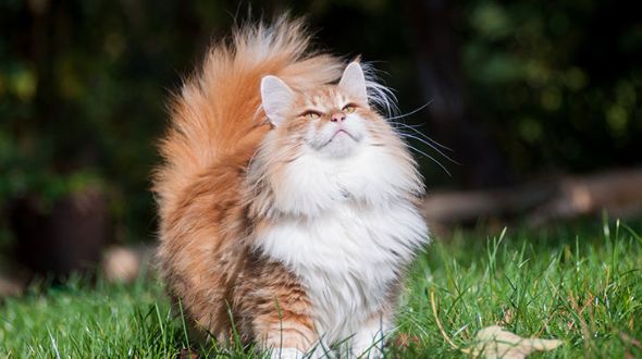 A ginger Norwegian Forest kitten in the garden