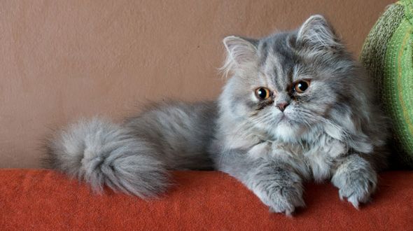 Persian best sale cat life