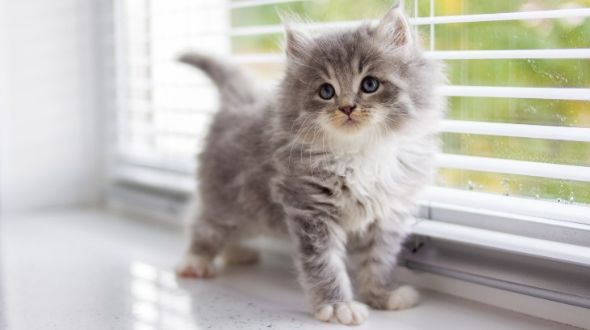 Persian kitten 2025