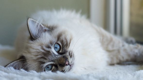 A blue-eyed Ragdoll Cat lying down