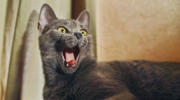 Angry russian cheap cat