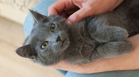 Russian blue kittens for sale trading post sales