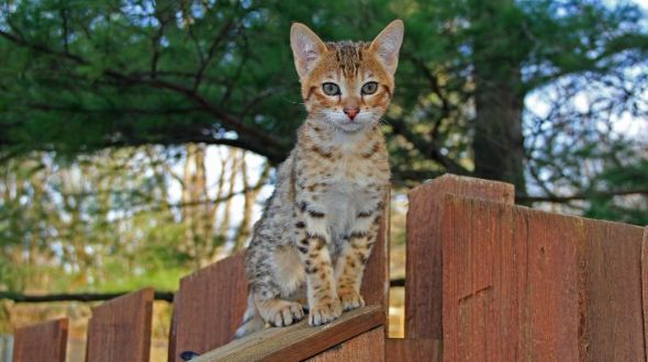 A Savannah kitten on a climbing frame
