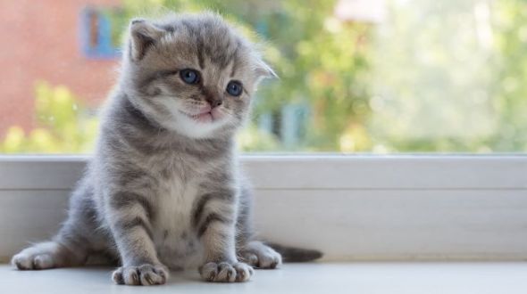 Scottish Fold kitten sitting on a window ledge