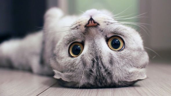 Scottish Fold Cat lying on its back