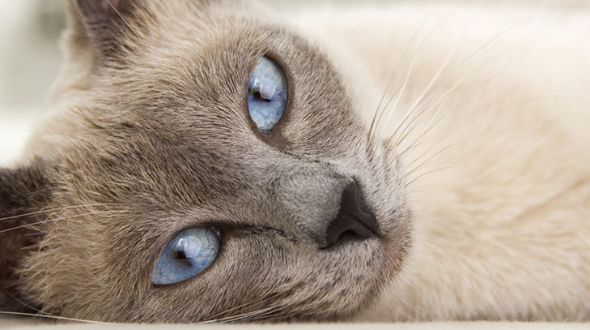Close up of a Siamese Cat