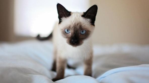 Siamese hypoallergenic top