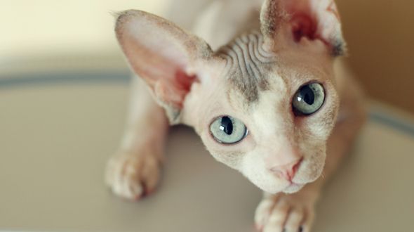 A Sphynx cat