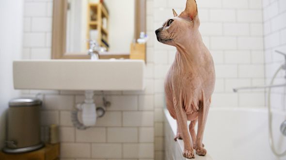 Sphynx walking on a bath tub
