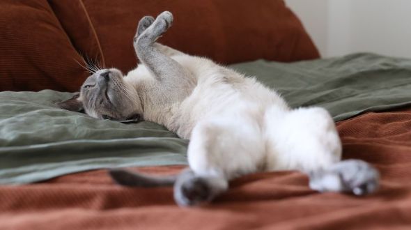 A Tonkinese cat stretching on a bed