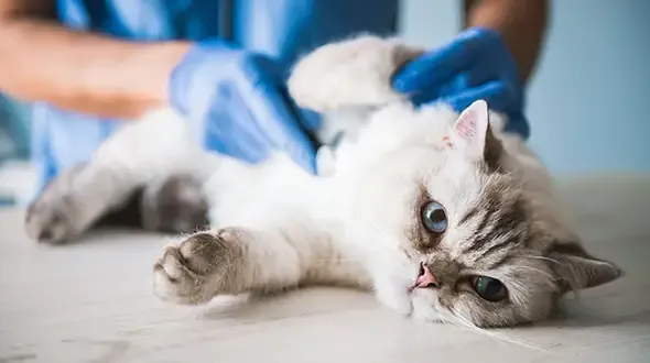 Cat insurance claims