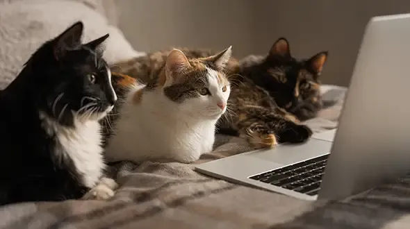 Multi-cat insurance