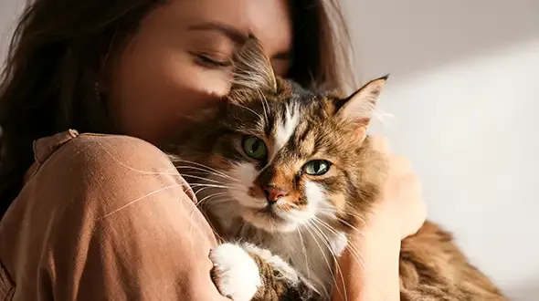 Cat insurance quote
