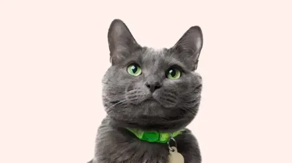 A grey British Shorthair cat