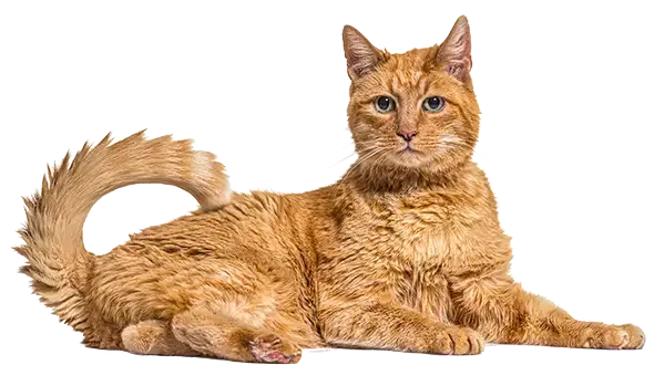 cat for cat insurance for older cats