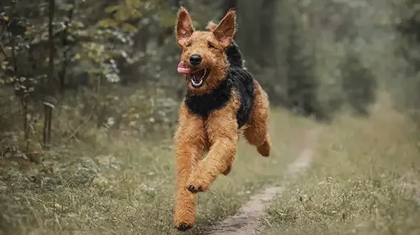 An Airedale Terrier running down a forest path