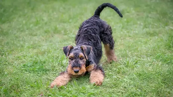 An Airedale Terrier Puppy