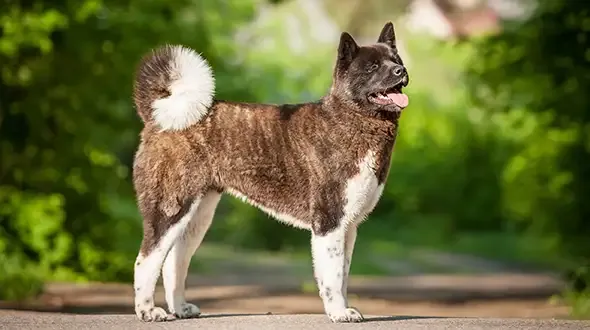 An American Akita Standing Proud