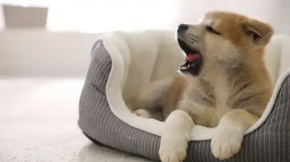 An Akita Puppy Yawning