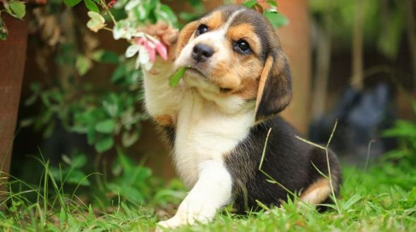 Beagle puppy playing with a flower