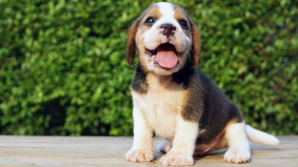 Cute Beagle with its tongue out