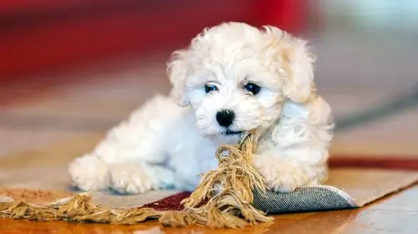 A cute Bichon Frise puppy playing with a rug