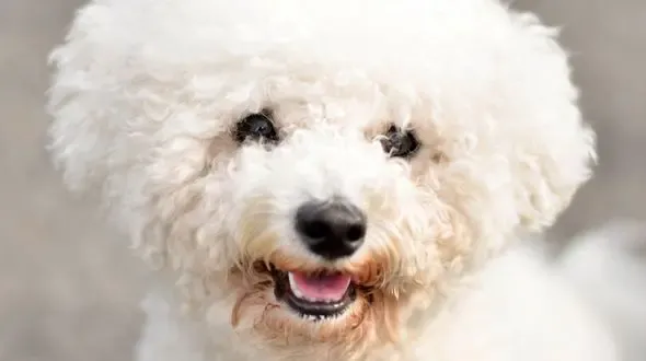 A fluffy white Bichon Frise smiling