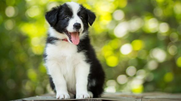Border Collie puppy sitting on a table