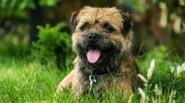 Border terrier outlet gluten intolerance