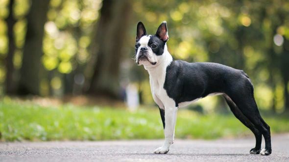 Boston Terrier standing in the park