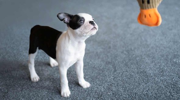 Boston Terrier puppy