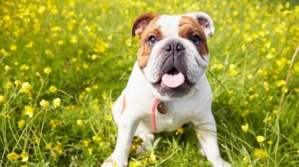 Bulldog sales temperament docile
