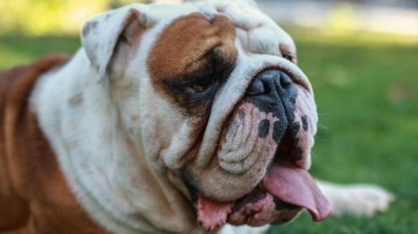 Older Bulldog having a rest