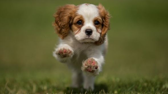 Cute cavalier puppies 2025