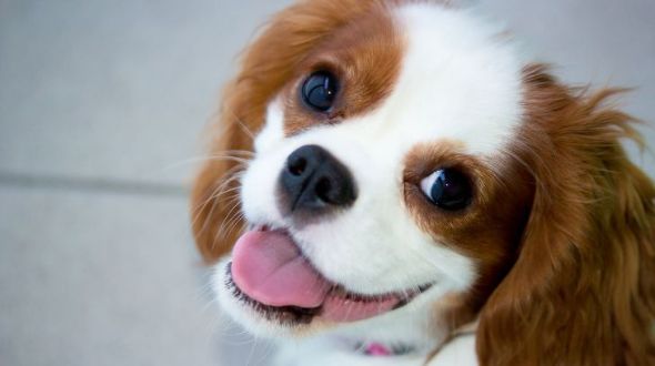 A cute smiling Cavalier King Charles Spaniel looking at the camera