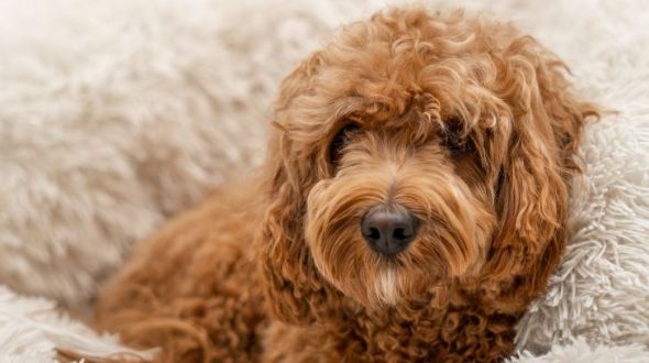 A brown Cavapoo lying in their bed