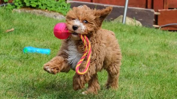 A cute Cavapoo puppy playing with a toy