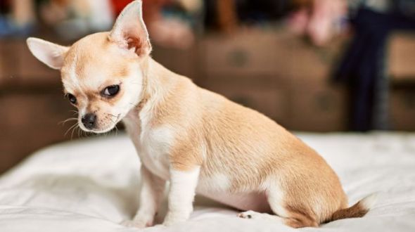 A cute Chihuahua puppy giving a side eye