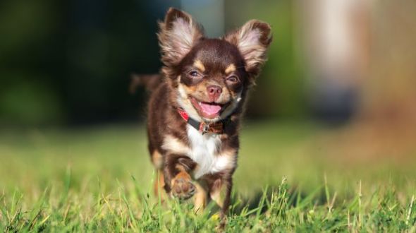 A chihuahua sales
