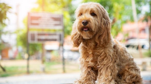 Long online haired cockapoo