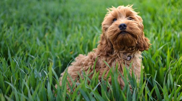 Free cockapoo puppies sales