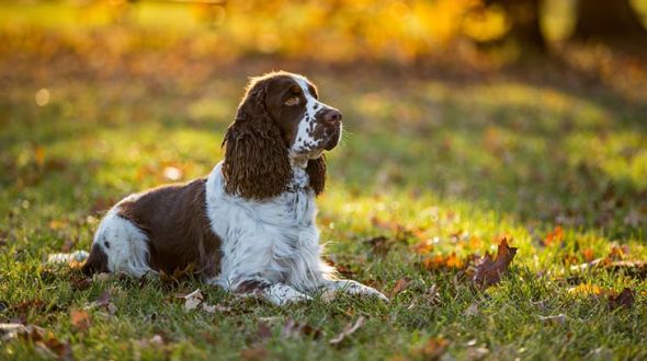 Cocker spaniel store skin tags
